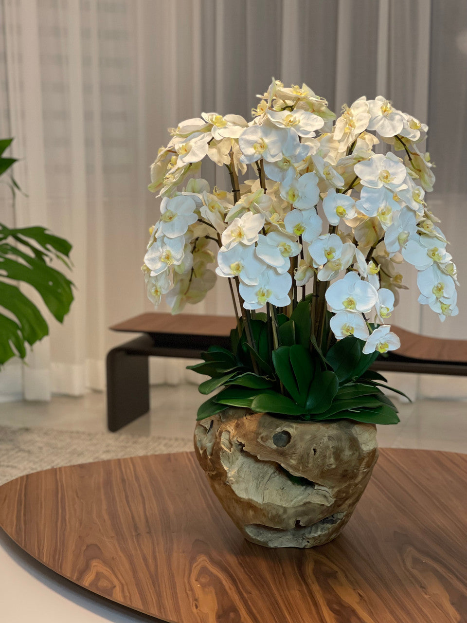 White Phalaenopsis Orchid Arrangement in Handcrafted Teak Bowl