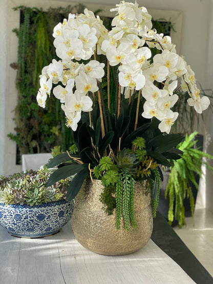 Grand White Phalaenopsis Orchid Arrangement in Delany Gold Planter