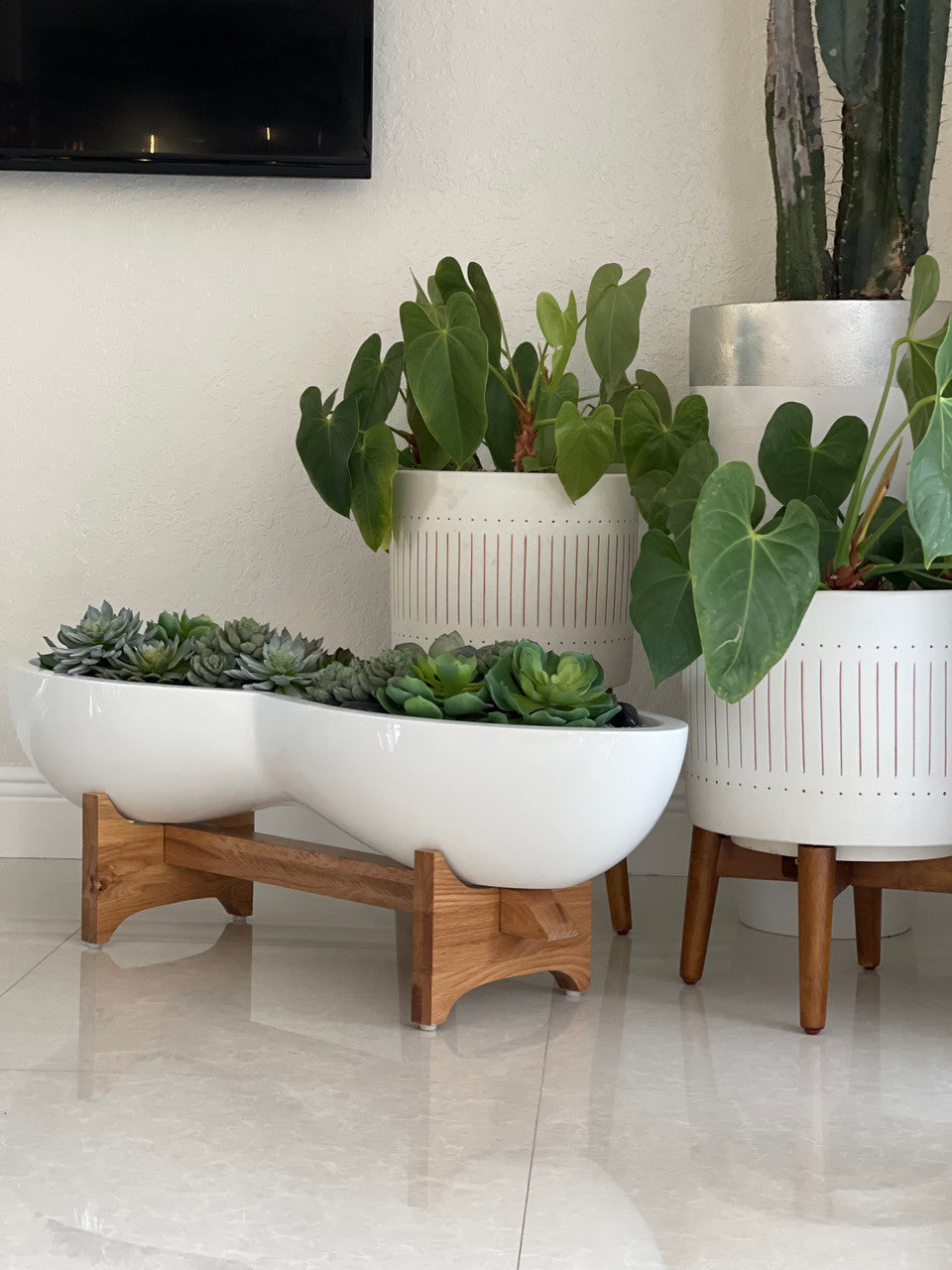 Mixed Succulent Arrangement in Infinity Fiberglass Planter
