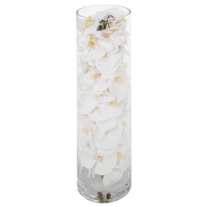 White Phalaenopsis Orchid Arrangement in Handblown Glass Cylinder