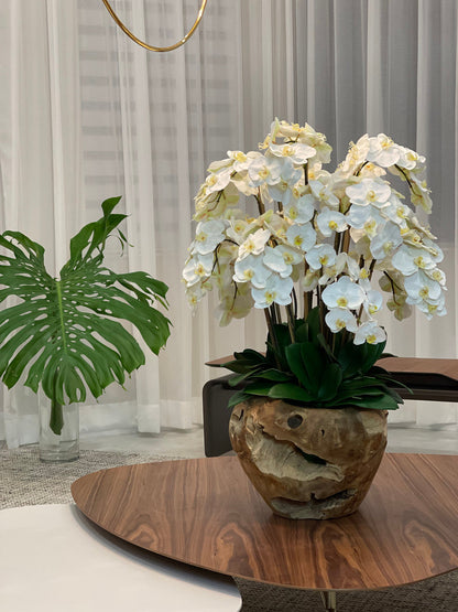 White Phalaenopsis Orchid Arrangement in Handcrafted Teak Bowl
