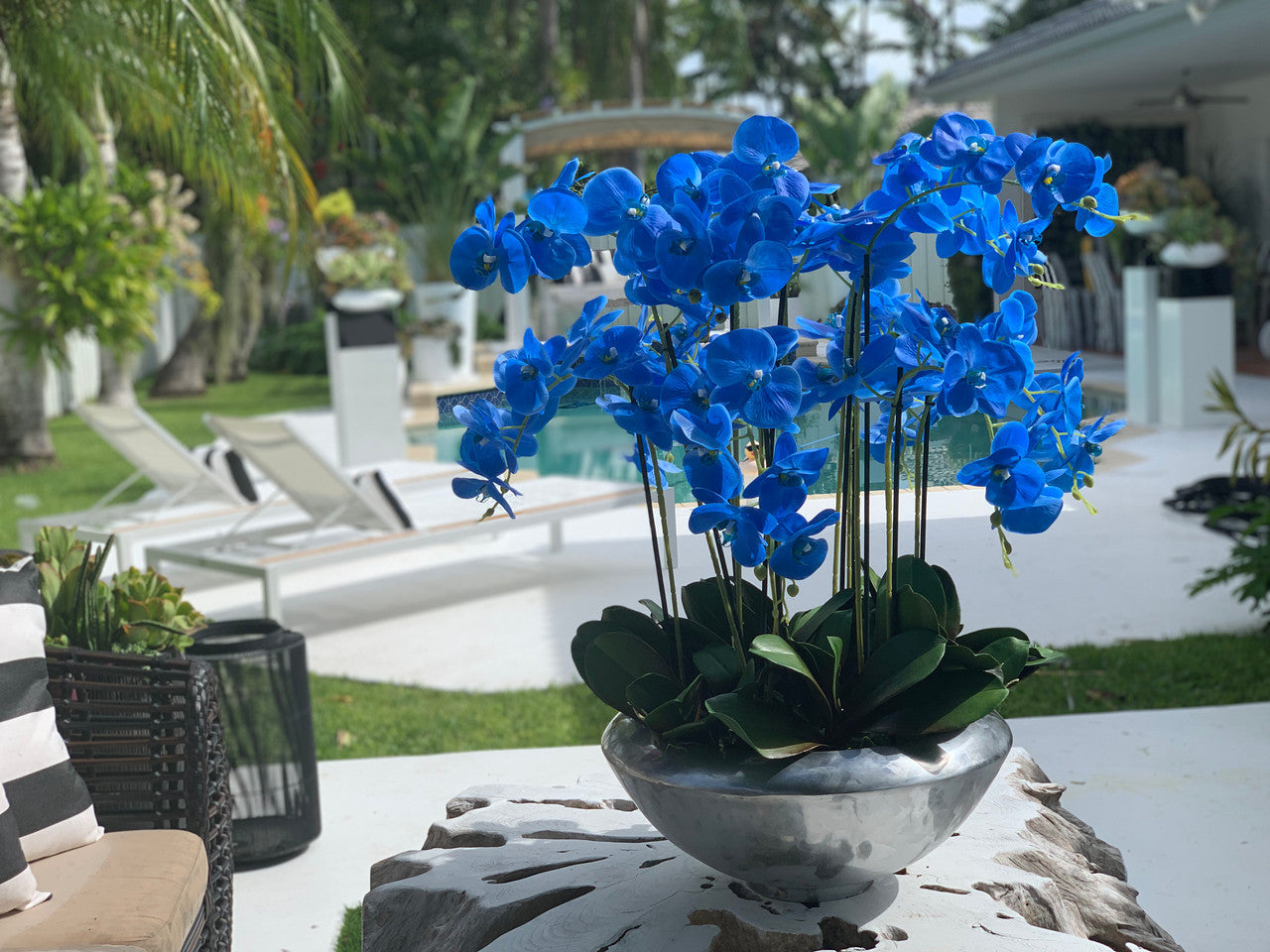 Blue Phalaenopsis Orchid Arrangement in Silver Moss Bowl